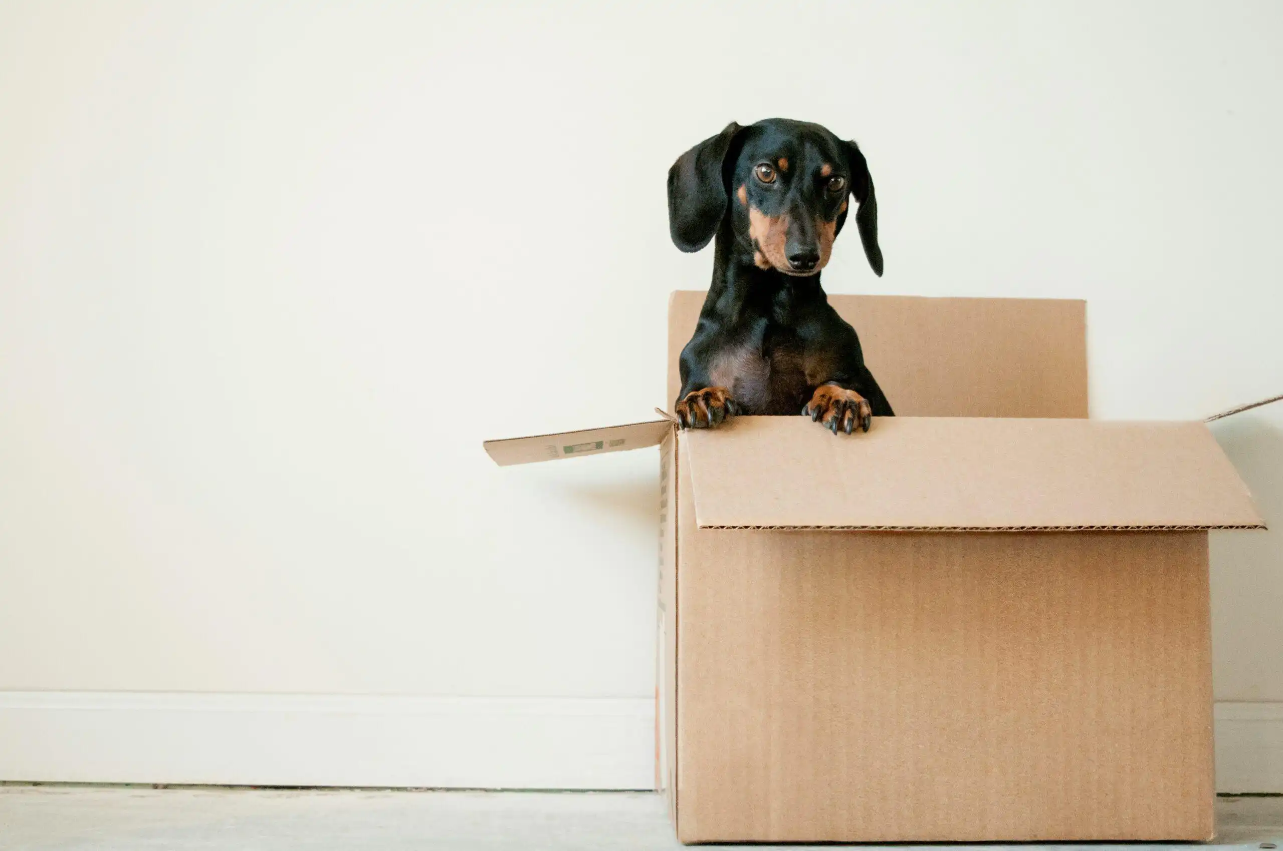 Black and tan dog in a moving box.