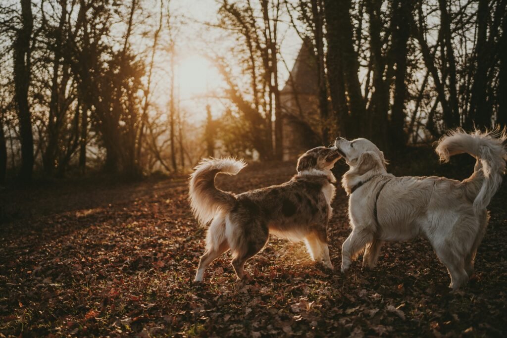 Two dogs connecting.