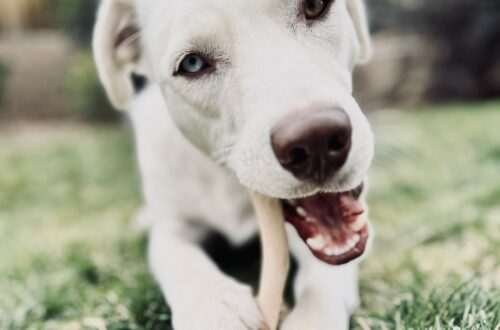 Willow has chosen her favorite dog chew, and she's not giving it up. If you want to see a comparison between many of the different dog chews out there, keep reading.