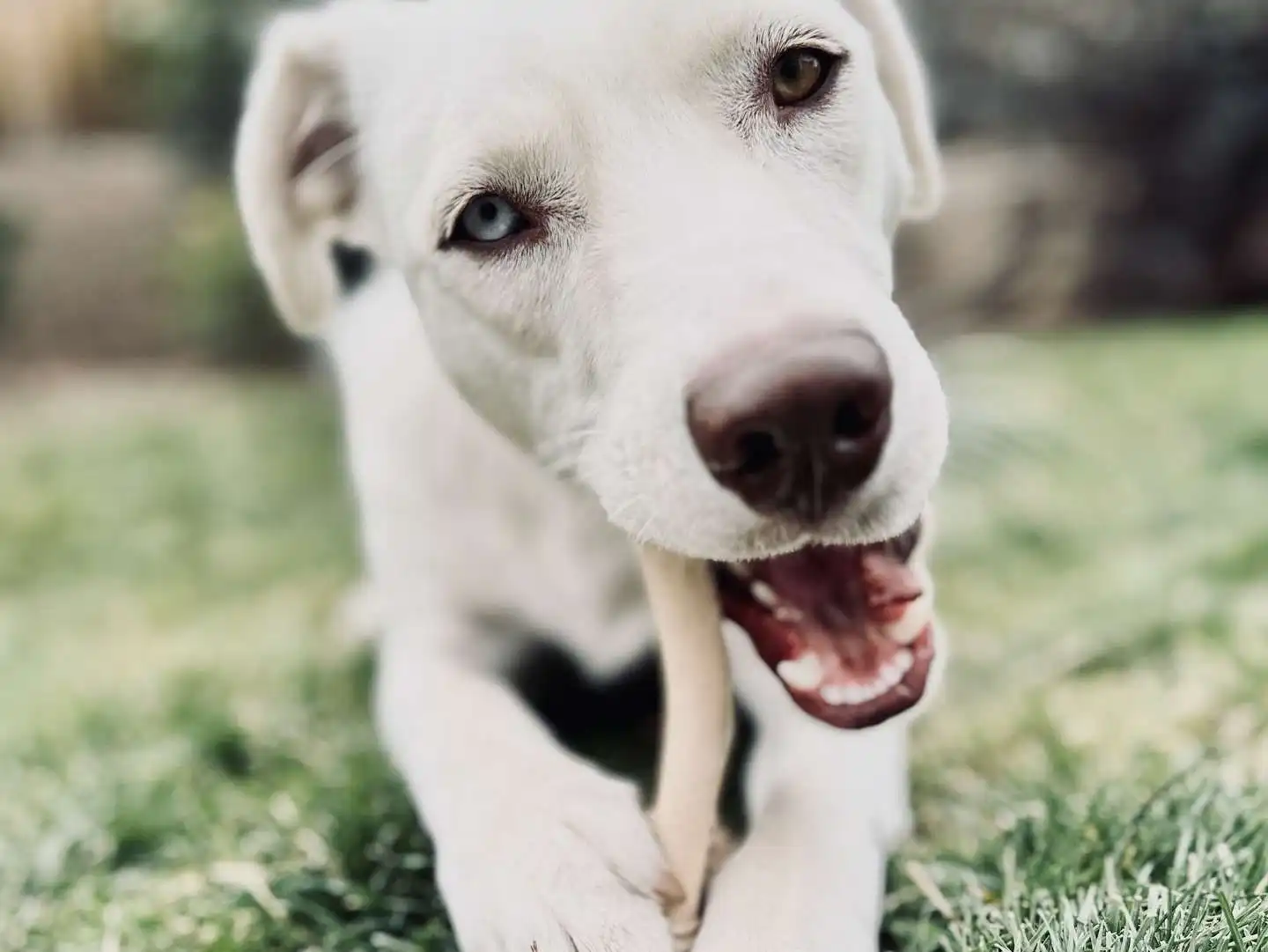 Our white Labsky chewing, happily, on a little bit of a different dog chew in the grass.