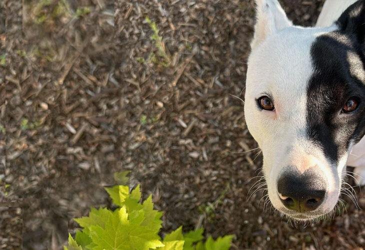 Cali Adoption Story