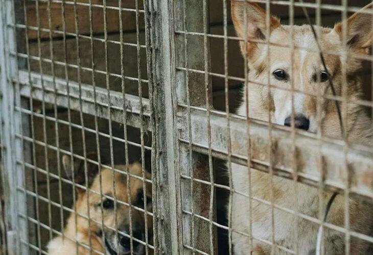 Dog Adoption Questions - caged dogs in a kennel