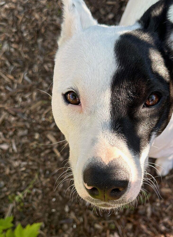 Cali’s Dog Adoption Story of Transformation