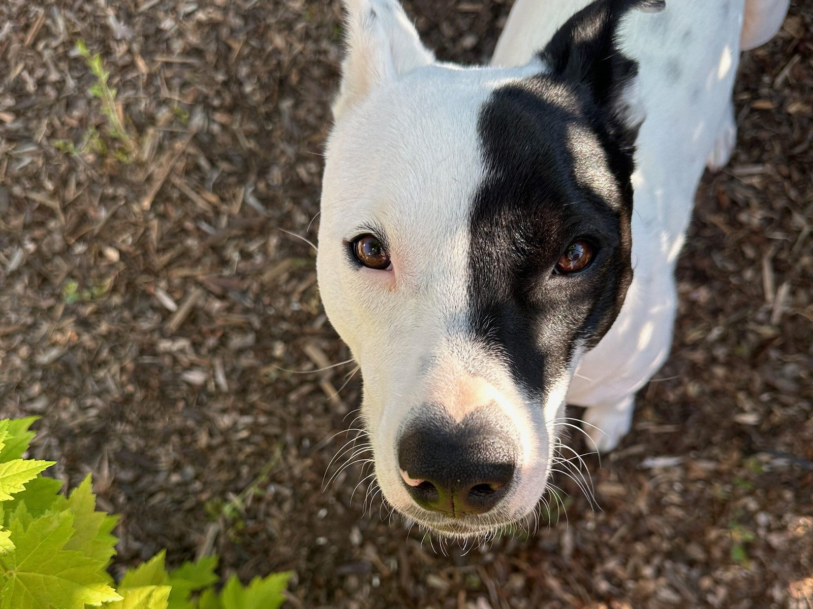 A photo of our adopted dog, Cali, and her beautiful eyes.