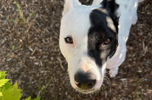 As an adopted pet, Cali had quite the transformation from shelter to new home, and it took some time. Dogs adjust slowly, especially those who have a neglected past, but they can bounce back.