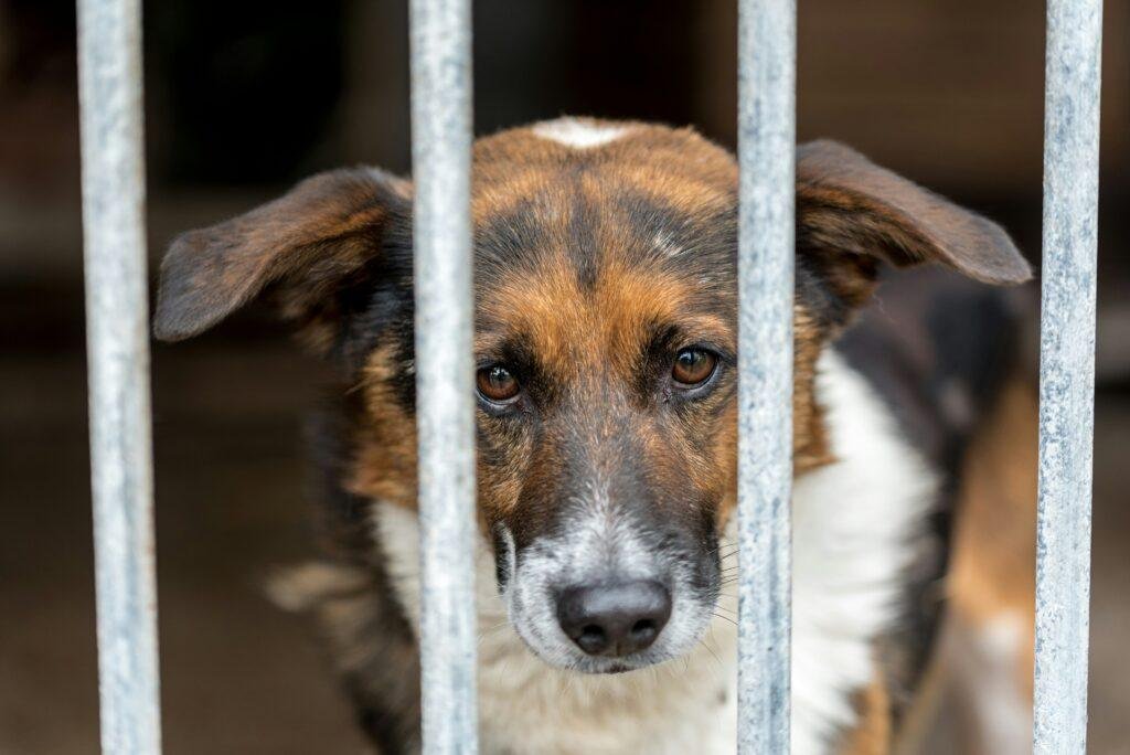 Why we give back to our local animal and dog shelters.