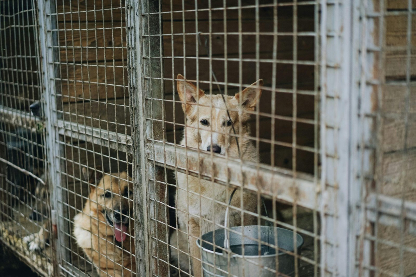 How to rescue a dog from a dog shelter and the questions that need to be asked before you do.