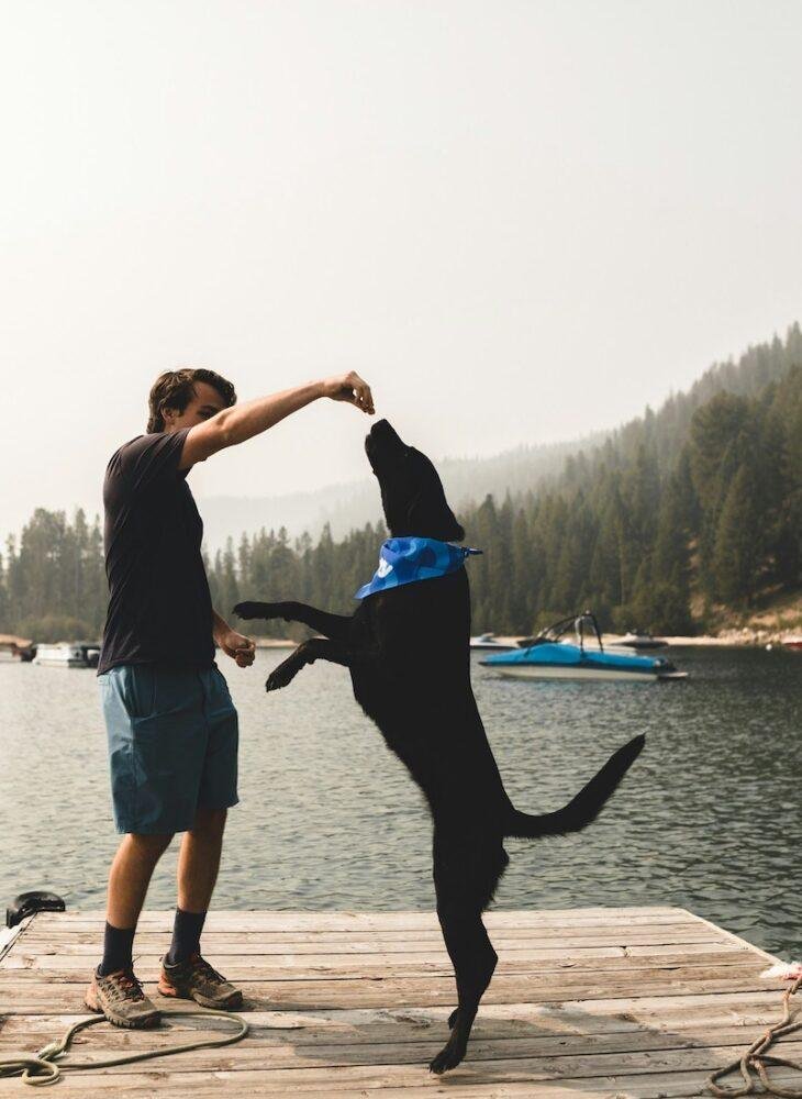 How to Know if You’re Buying a Healthy Dog Treat