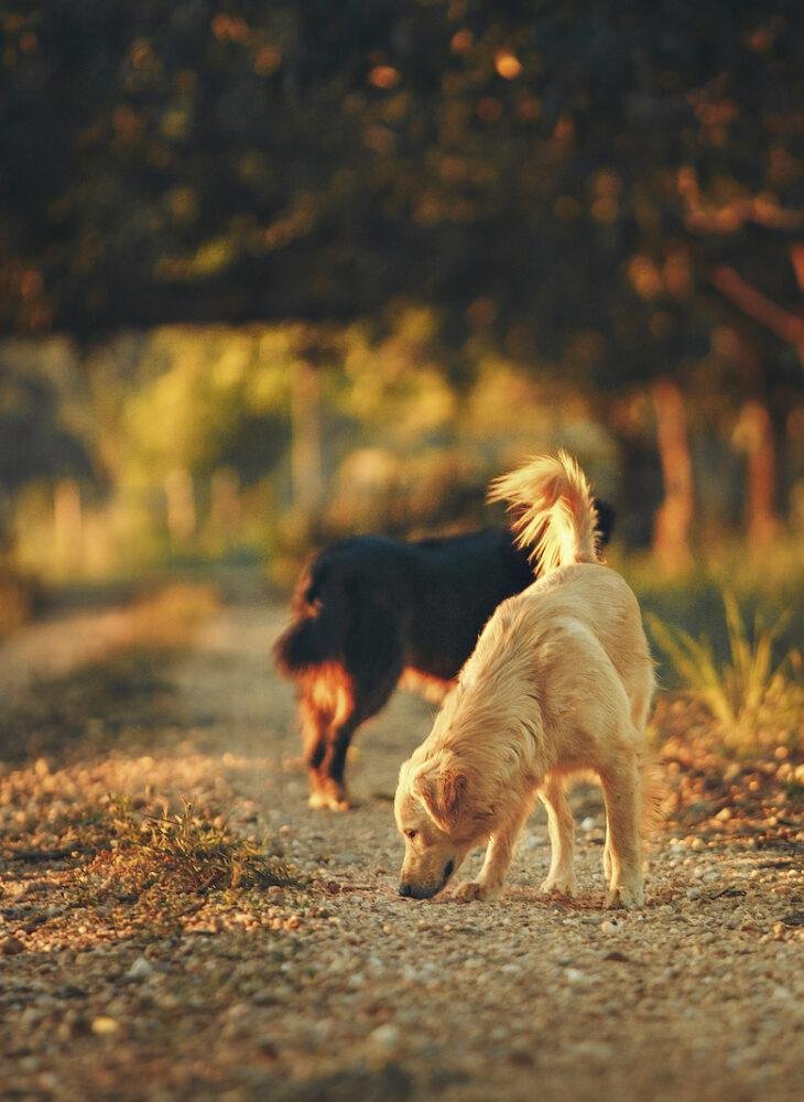 The Truth About REAL Dog Enrichment