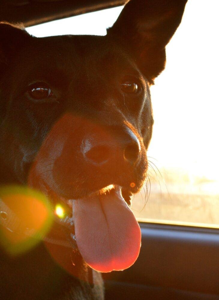 8 Big Reasons to Adopt a Dog (and Why It Might Be the Best Decision You Ever Make)