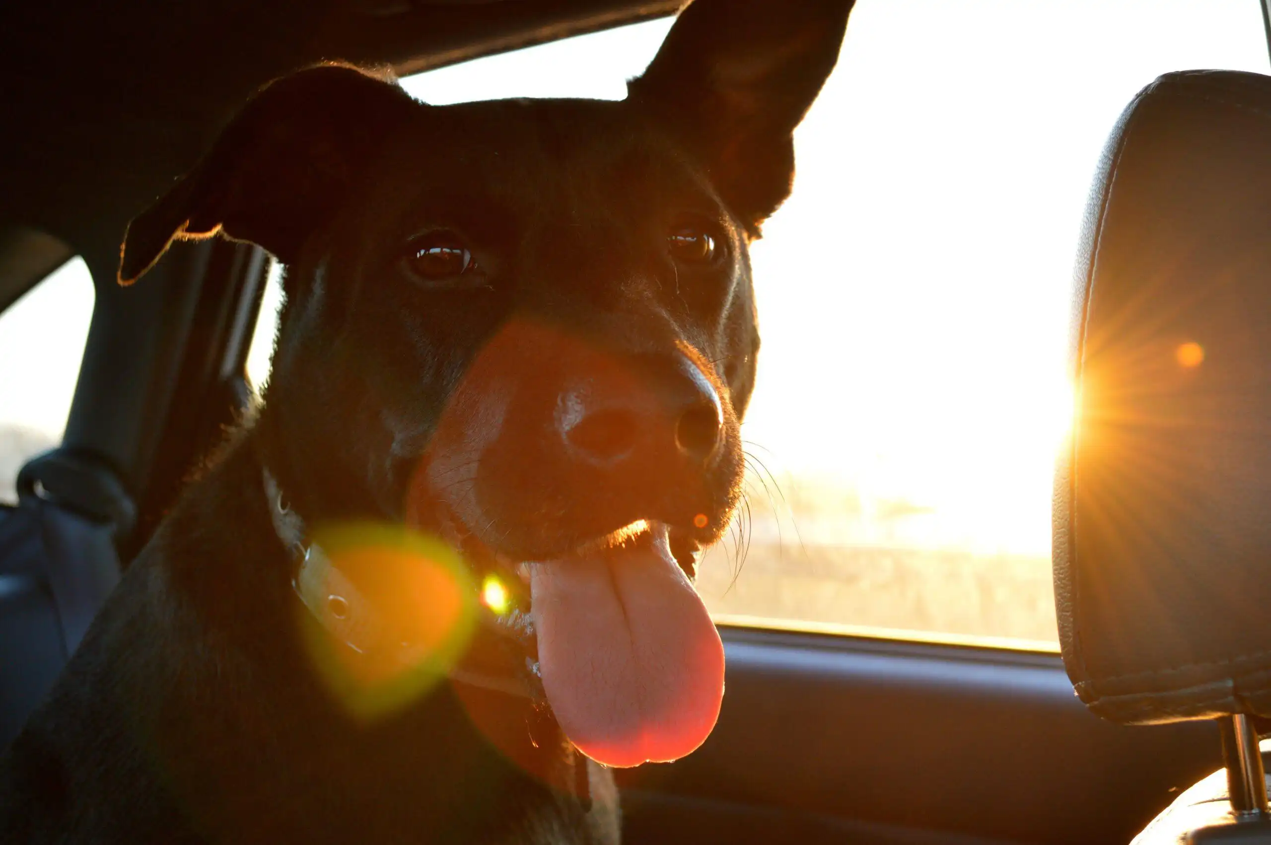 A very happy, previous shelter dog in the car with the sun shining in on him. Adopted, finally.