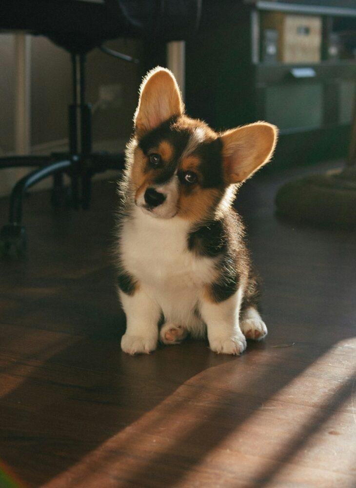 Where to Start When Bringing Home a New Puppy