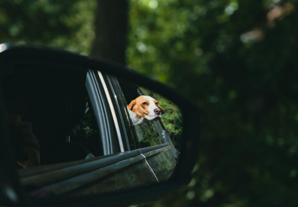 Taking your dog on a road trip? Make sure you've covered all the bases, and have the best dog gear for a successful trip.
