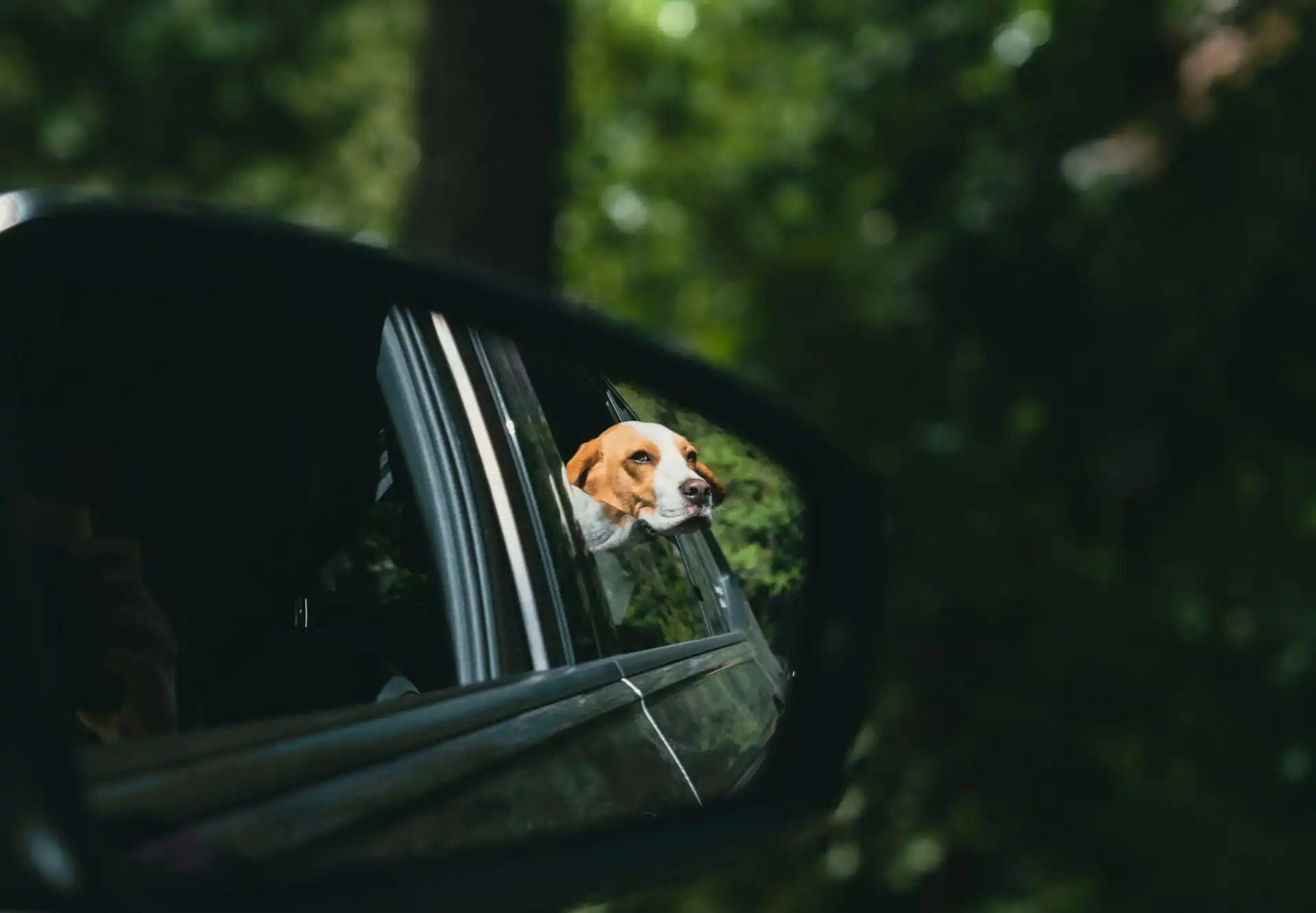 A dog sticking his head out the car window, knowing he's going on a road trip and knows just what he wants to bring with him.