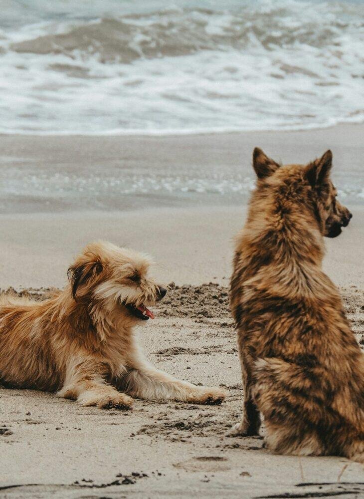 When you introduce a dog to another, it's important to prepare and follow certain guidelines for safety and a successful meeting.