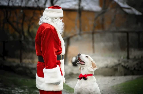 'Twas the Night Before Christmas' is such a beautiful holiday poem, so we created a dog version to lull you to sleep.