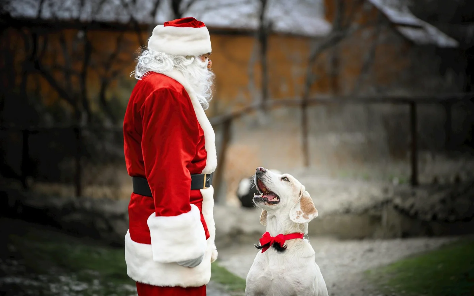 'Twas the Night Before Christmas' is such a beautiful holiday poem, so we created a dog version to lull you to sleep.