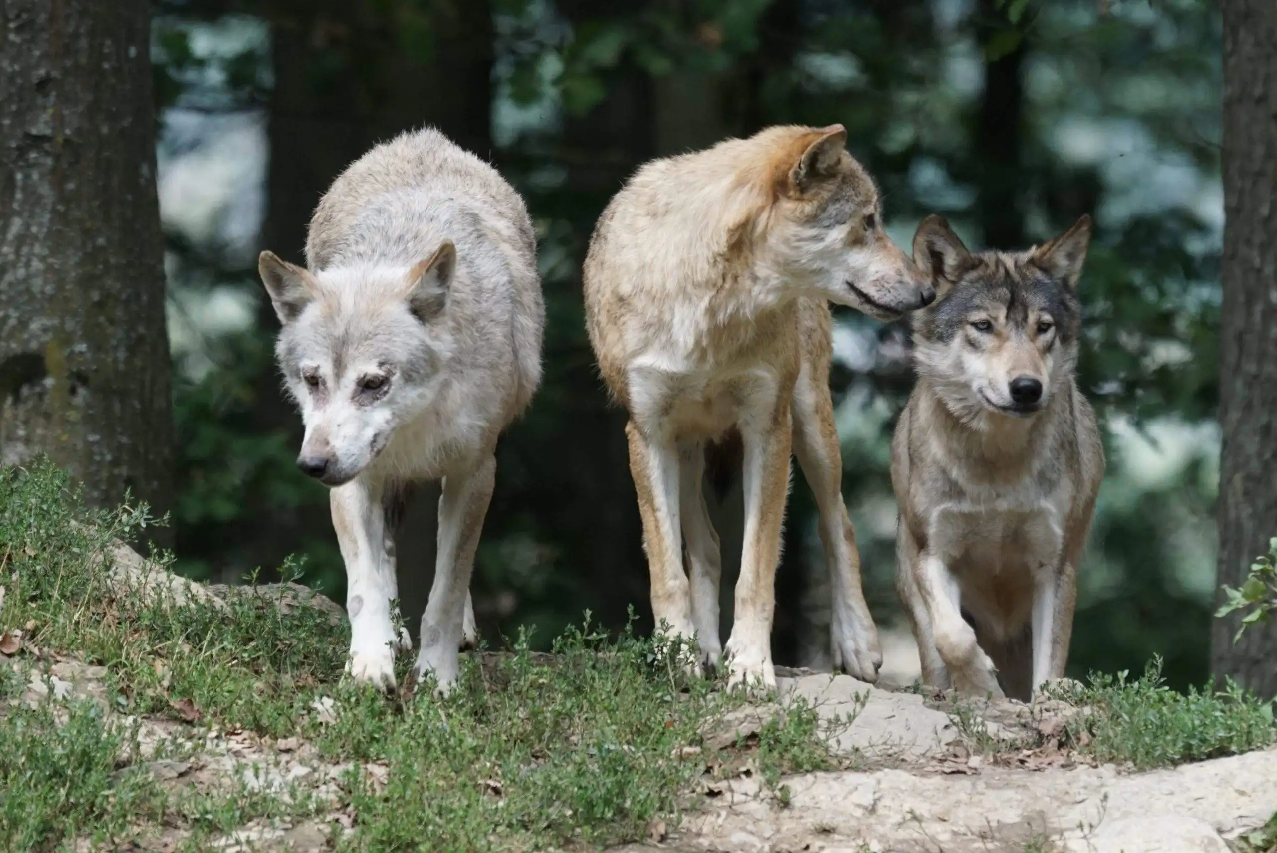 A small wolf pack exploring the wilderness. When it comes to your dog are you part of the pack?