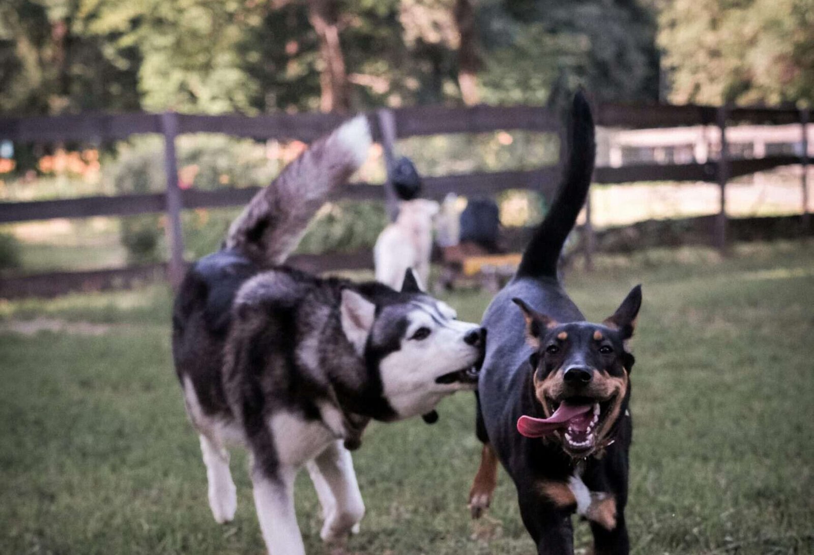 The Dog Park can be either a great way to socialize your dog, burn off energy, and have a great time or a total bust. It depends on both you and your dog, and how you approach the situation. You may not be able to control everything, but you can watch for signs.