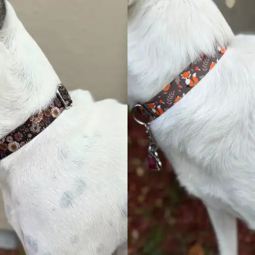 Personalized Recycled Dog Collars