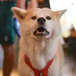 anastassia-anufrieva-z1YKmtCpl6g-unsplash | The Savvy Mutt A dog-friendly restaurant that may or may not be in Boise. Is this dog looking for a snack or pup brew?