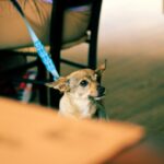 carolina-almeida-A91S46CSYxk-unsplash | The Savvy Mutt